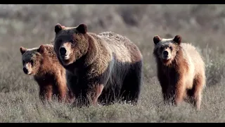 Grizzly Bear 399/ Cubs Run toward the Road-Wildlife Photography-Jackson/Grand Teton Park/Yellowstone