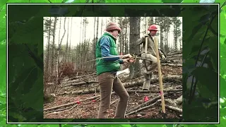 Restoration Research of the American Chestnut (Part 2: Science in Action)