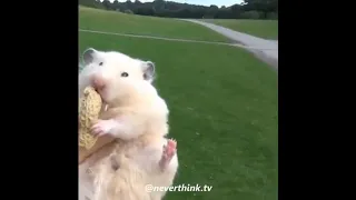 Rat shot out of cannon meme