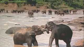 Happy Elephants- National Geographic