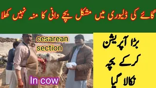 cesarean section in cow standing position||Delivery of live calf||Dr Ijaz gill