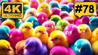 World Cute Chickens, Colorful Chickens, Unique Cute Colorful Rainbow Chicks, Cute Animals | #78