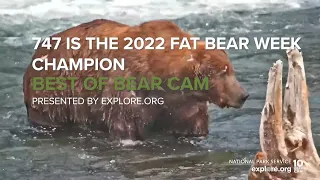 747 is the Fat Bear Week 2022 Champion