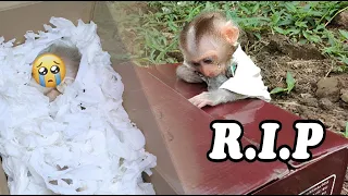Monkey Ziri cry was heartbroken when baby Monkey passed away