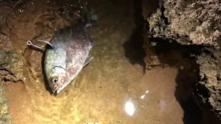 Hooking Live bait for Ulua fishing