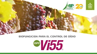 Ospo-Vi55® Biofungicida para el control de oidio en uva y frutilla 🍇 🍓
