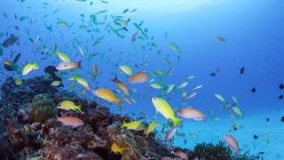 [ 4K Ultra HD ] 奄美の海中世界 Underwater World in Amami Islands (Shot on RED EPIC)