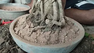 how to make bonsai tree at home and rioting ..............