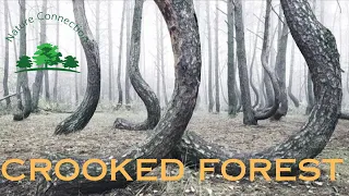 The Crooked Forest of Poland - A Mystery Unfolding | Nature Connection