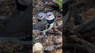 Diamond Firetail Finch | Aviary Birds