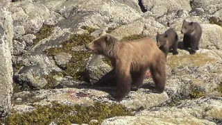 Mama and Baby Bears, Hidden Falls, Baranof Island