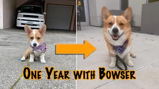 Corgi Puppy Grows Up | Gotcha Day Celebration