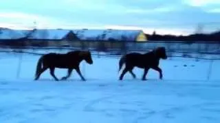 Tölt.Knotens Weihnachtsgrüße