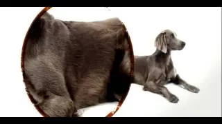 Dogs 101  Weimaraner