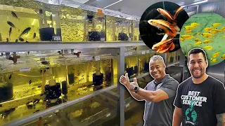 Aquarium Co-Op Buys Fish Here! Private Tour of Aqua Huna Wholesaler