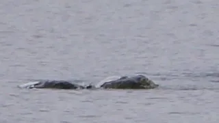 New photos released of possible Loch Ness monster