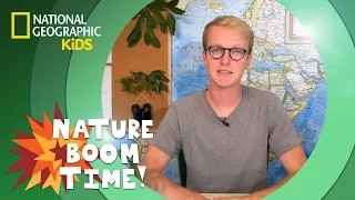 Coastal Redwoods vs. Giant Sequoias | Nature Boom Time