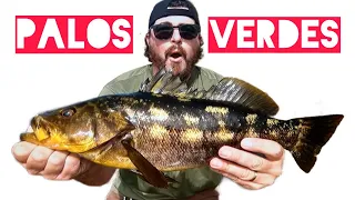 Fishing for Huge Calico Bass From the Cliffs | Biggest Bass I've Ever Caught | Fishing SoCal