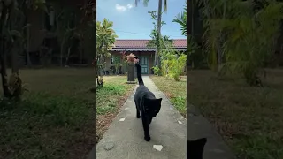 Black Cat Walking #cat #cats #catvideos #catlover #catvideo #animals #animal #pet #pets #shorts #gk