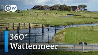 #360° Video: Wattenmeer | DW Reise