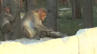 Monkey Mom Mourns Baby's Death