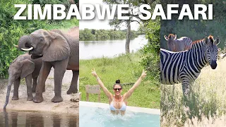 ZIMBABWE AFRICA *LUXURY* SAFARI | elephants swimming + shocking footage you don't want to miss!!