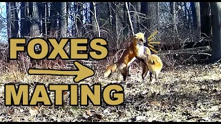 Trail Camera: Foxes Mating!