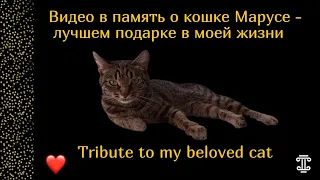 В ПАМЯТЬ О МОЕЙ ЛЮБИМОЙ КОШКЕ ❘ IN MEMORY OF MY BELOVED CAT ❘ УШЕДШИМ НА РАДУГУ ❘ TRIBUTE🐈