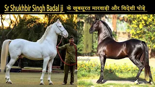 Sr Sukhbir singh Badal jiके खूबसूरत मारवाड़ी और विदेशी घोड़े