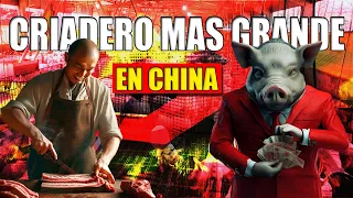 🐷🚀¡De Cerdo a Fortuna! El Increíble Ascenso de Qin Yinglin en el Negocio Porcino 💰💡