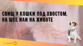 Свищ у кошки под хвостом, на шее или на животе