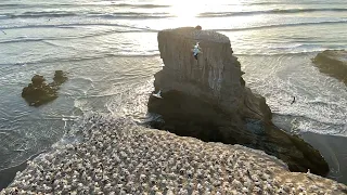 Gannets of Muriwai Slow Motion - New Zealand