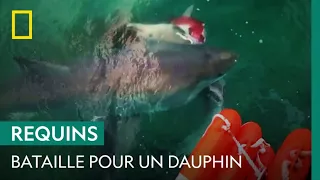 Affrontement sanglant entre deux grands requins blancs