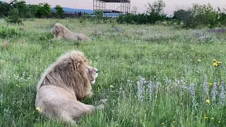 Белые львы из ПРАЙДА ВОЖАКА ждут вечернего обхода!