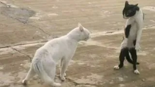 KUNG-FU CAT: Angry feline fighter shows off moves