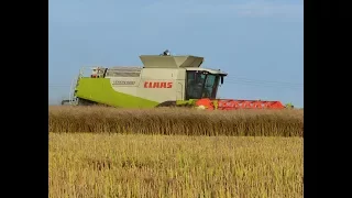 Rzepak na Wielką skale czyli żniwa 2017 Top Farms 8 Kombajnów