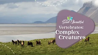 Vertebrates: Complex Creatures | Kingdoms and Classification | The Good and the Beautiful