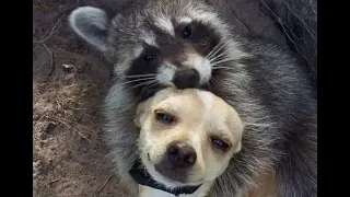 😺 You are my honey! 🐕 Compilation of funny animal videos for a good mood! 😺