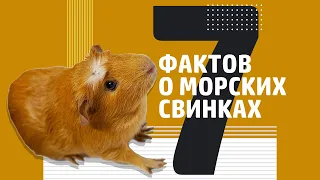 7 фактов о морских свинках