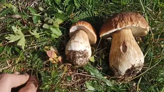 Назбирав багато білих грибів| Великі білі гриби