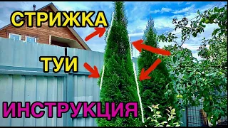 🌲СТРИЖКА ТУИ ✂️инструкция✅Как правильно стричь тую ❓❗️Ответы на вопросы