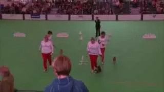 Chihuahua Obedience - Obreedience Competition Crufts