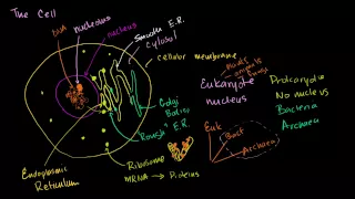 Parts of a cell