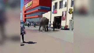 У Чернівцях на автомийці помили... слона