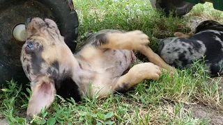 Catahoula puppy howl