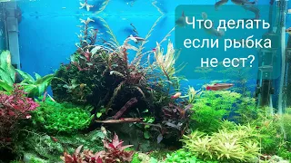 Что делать если рыбка не ест?