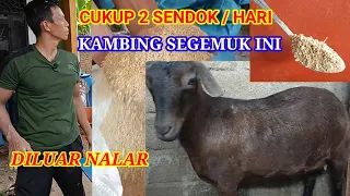 Cara Membuat Ternak Kambing Gemuk Dalam Waktu Singkat