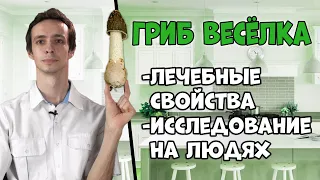 Гриб ВЕСЁЛКА (сморчок вонючий): использование при онкологии и других болезнях.