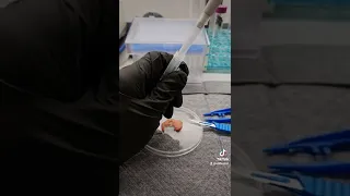 Checking hotdogs for parasites