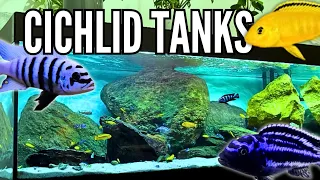 10 Beautiful Cichlid Tank Setups (Mbuna Cichlids)